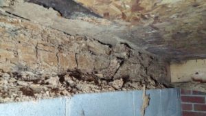 Charlotte Termite Damage